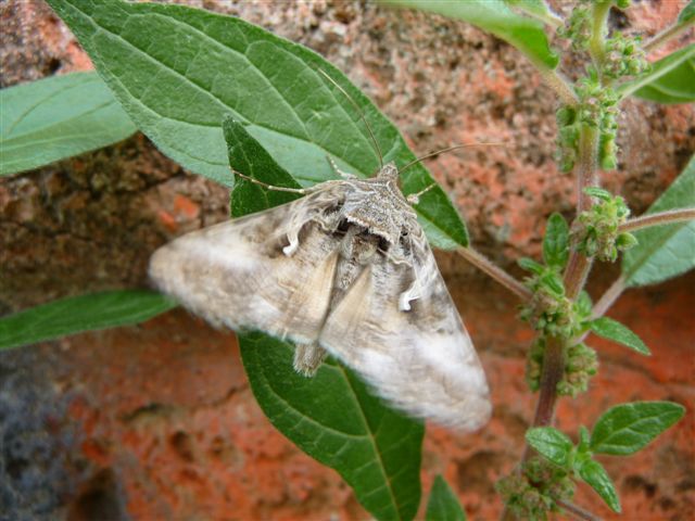 Autographa gamma