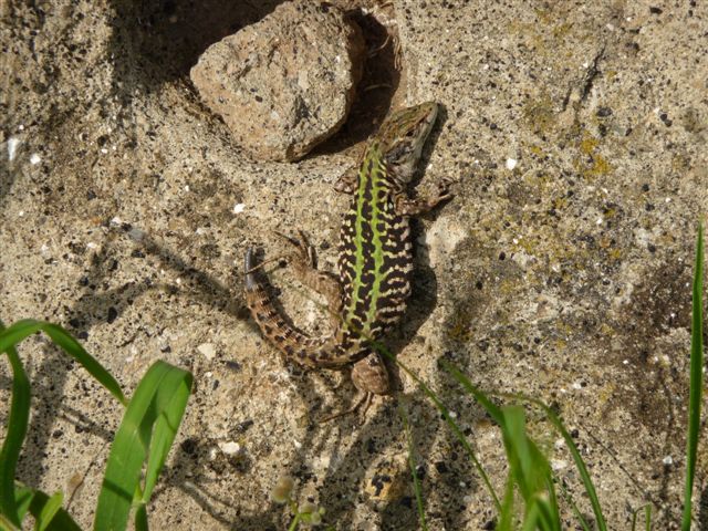 Maschi di Podarcis campestris