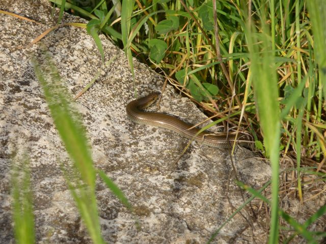 Chalcides chalcides