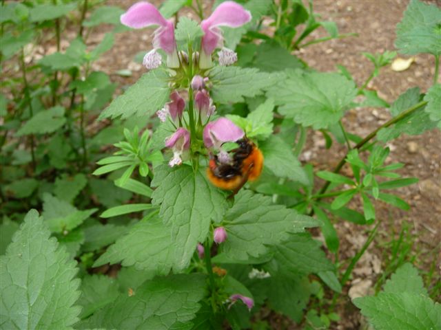 Bombus cfr pascuorum