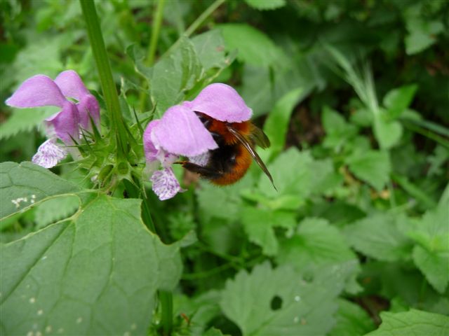 Bombus cfr pascuorum