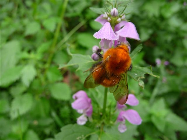 Bombus cfr pascuorum