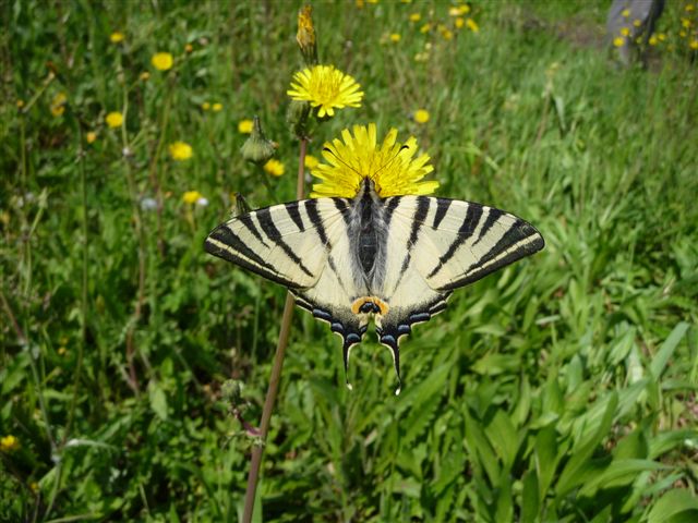 Iphiclides podalirius