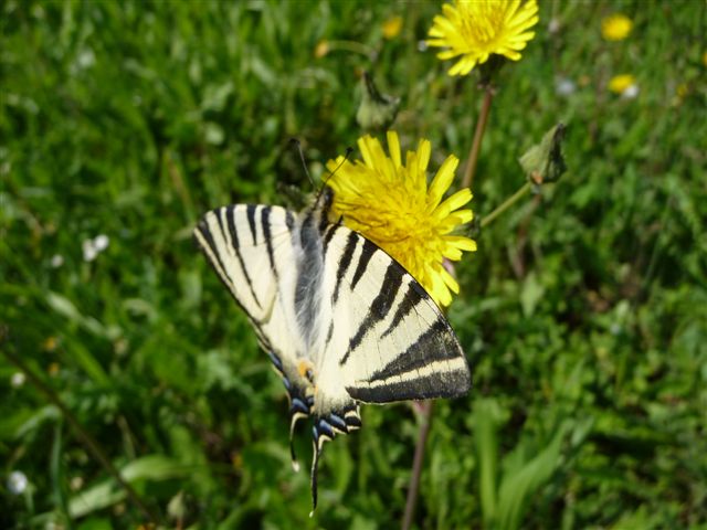 Iphiclides podalirius