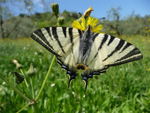 Iphiclides podalirius