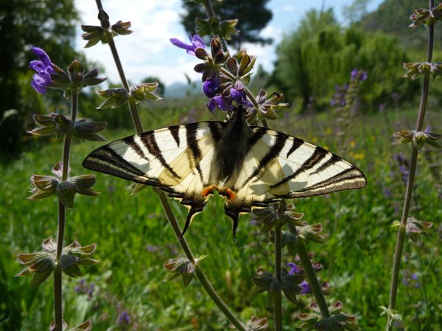 Iphiclides podalirius