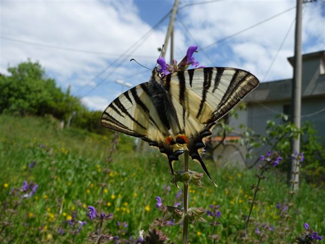 Iphiclides podalirius