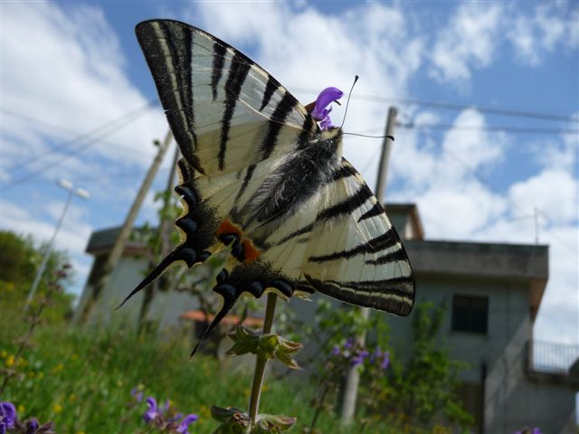 Iphiclides podalirius