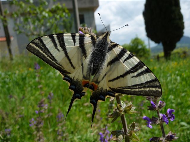 Iphiclides podalirius