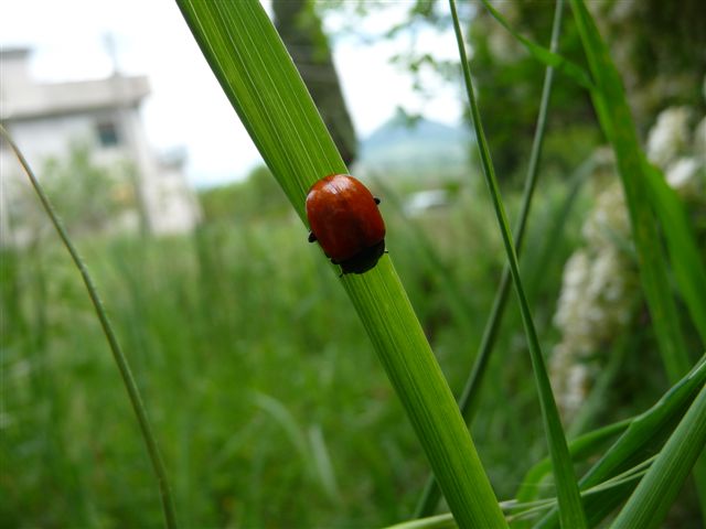 Chrysomelidae:  Chrysolina lucida