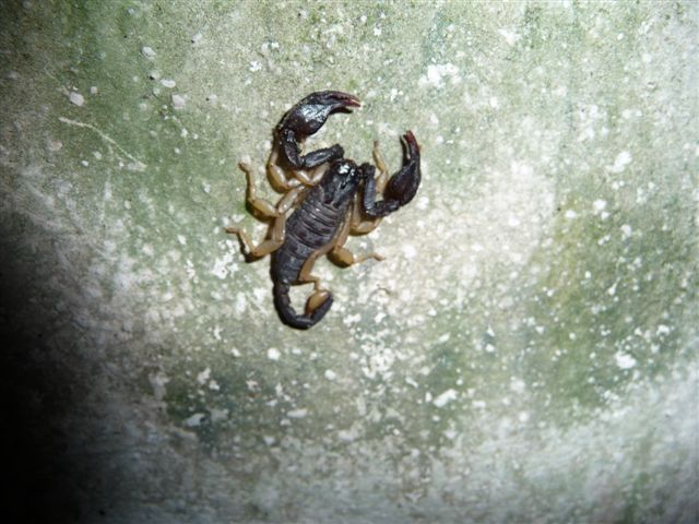 Euscorpius flavicaudis