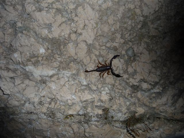 Euscorpius flavicaudis