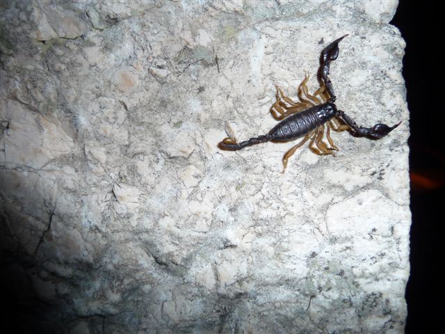 Euscorpius flavicaudis