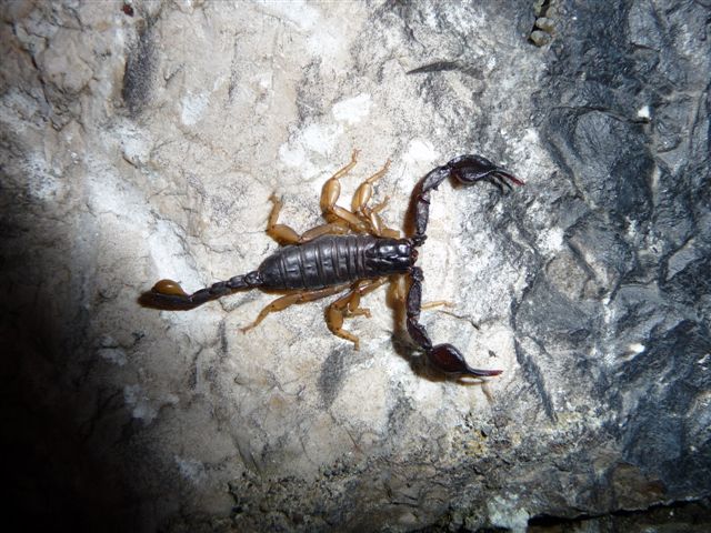 Euscorpius flavicaudis