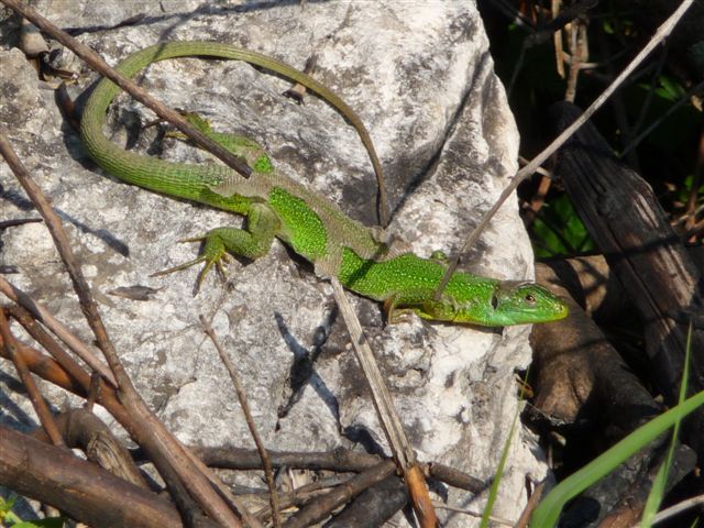 Maschio di Lacerta bilineata