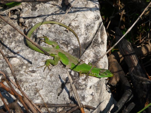 Maschio di Lacerta bilineata