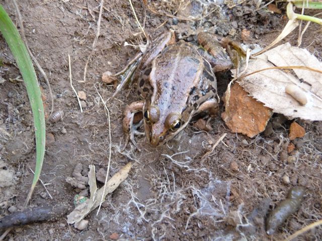 Identificazione - Pelophylax sp. (Roma)