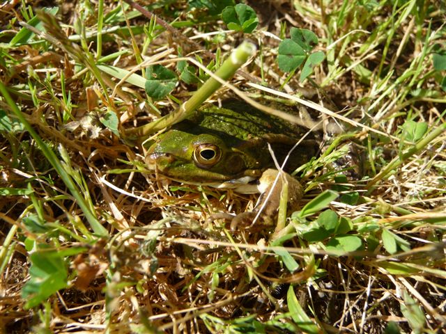 Identificazione - Pelophylax sp. (Roma)