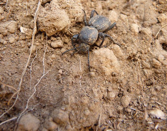 Scaurus striatus (Tenebrionidae)