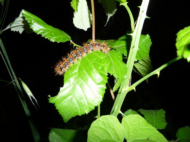 identificazione bruchi - Euplagia quadripunctaria