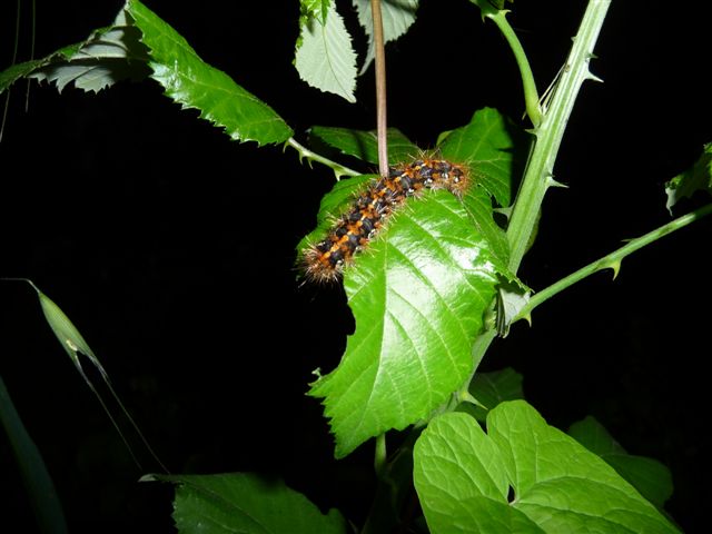 identificazione bruchi - Euplagia quadripunctaria