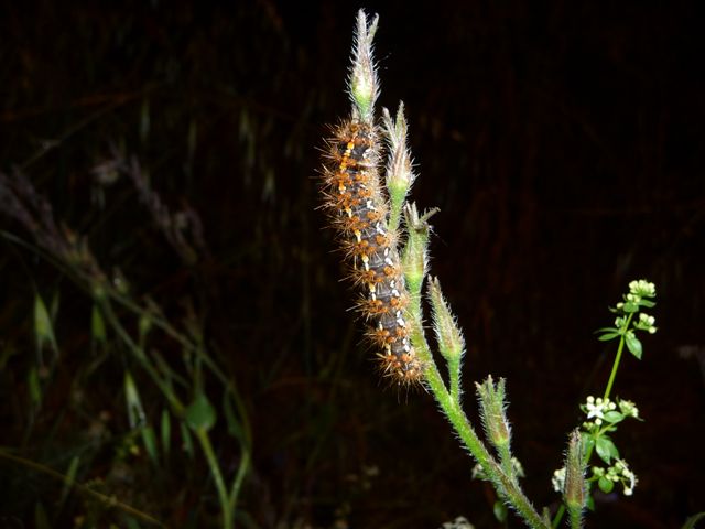 identificazione bruchi - Euplagia quadripunctaria