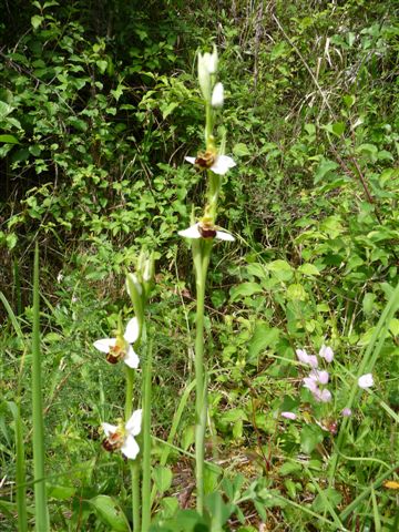 Ophrys apifera (...???)