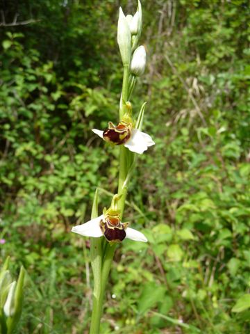 Ophrys apifera (...???)