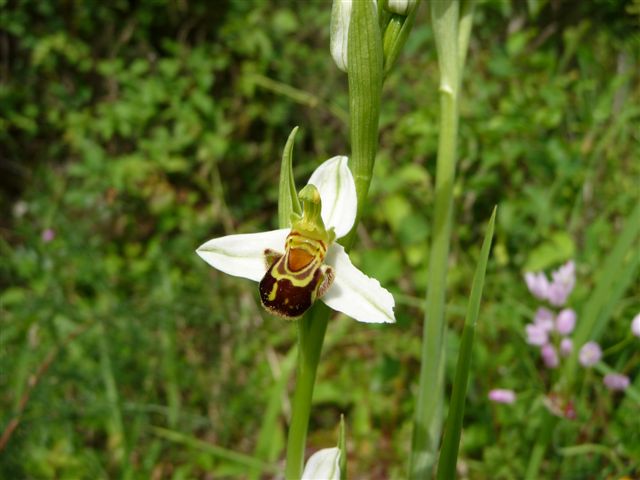 Ophrys apifera (...???)