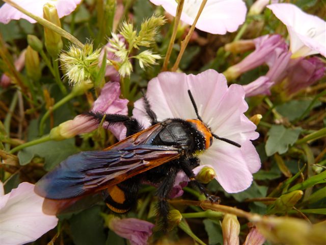 Megascolia flavifrons (Scolidae) femmine