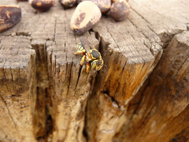 Apidae Megachilinae: cfr. Anthidium sp.