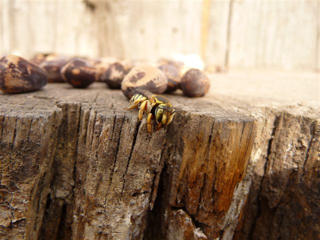 Apidae Megachilinae: cfr. Anthidium sp.