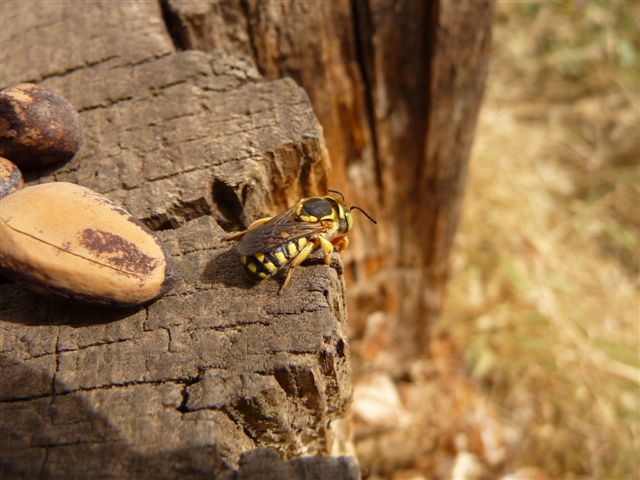 Apidae Megachilinae: cfr. Anthidium sp.