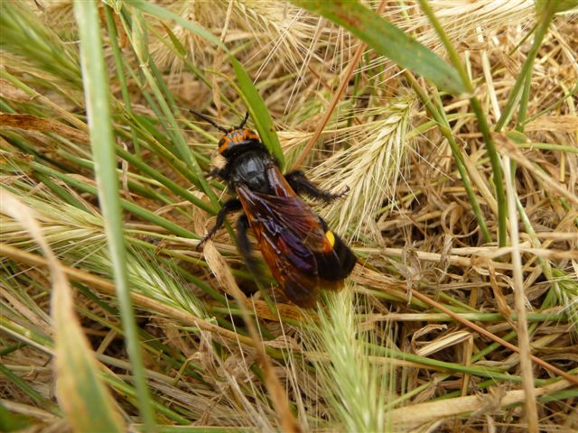 Megascolia flavifrons (Scolidae) femmine