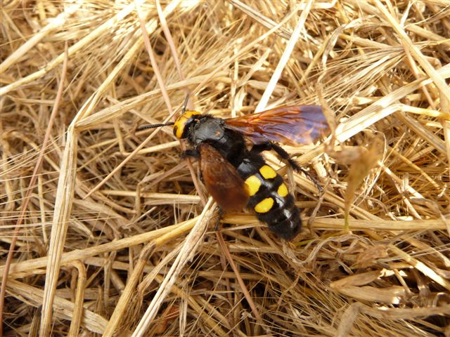 Megascolia flavifrons (Scolidae) femmine