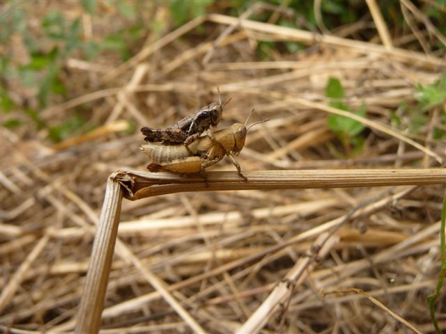 Coppia di Pezotettix giornae