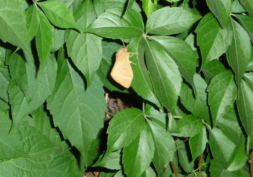 Lasiocampa trifolii/quercus