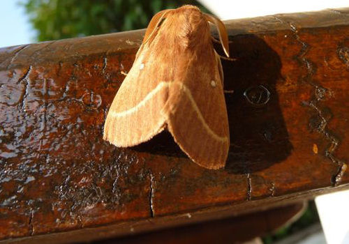 Lasiocampa trifolii/quercus