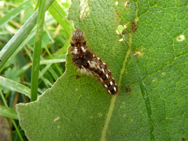 Acronicta rumicis (Noctuidae)