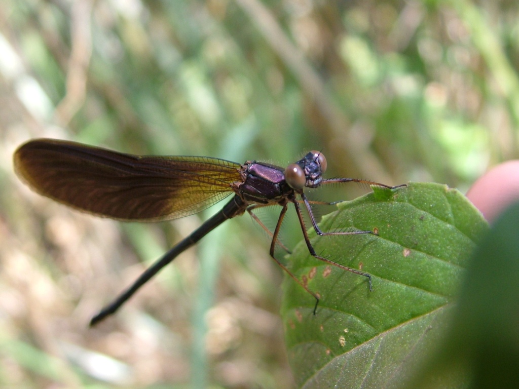 La bellezza dei dragoni volanti