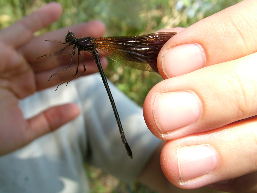 La bellezza dei dragoni volanti