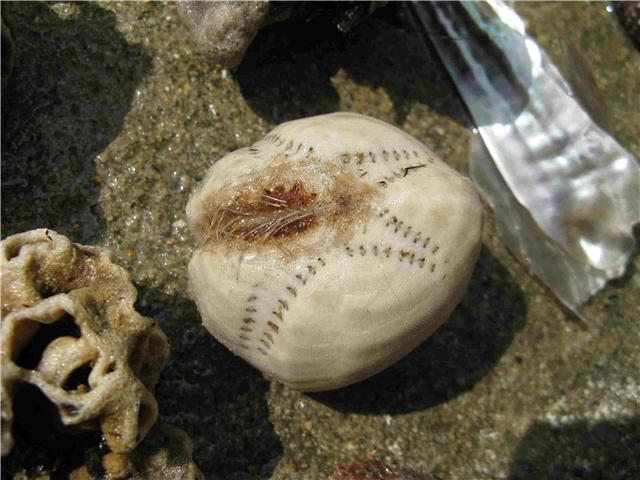 Echinocardium cordatum (Pennant, 1777) - teca