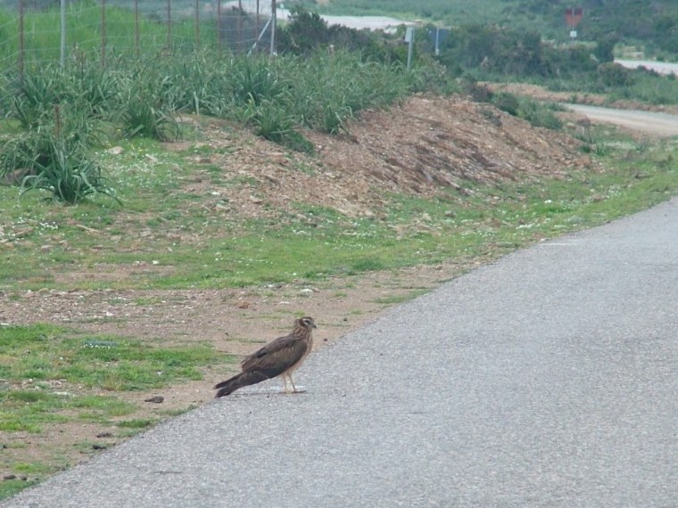 Avifauna humor