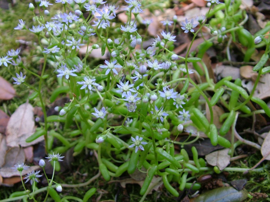 Sedum caeruleum / Borracina azzurra