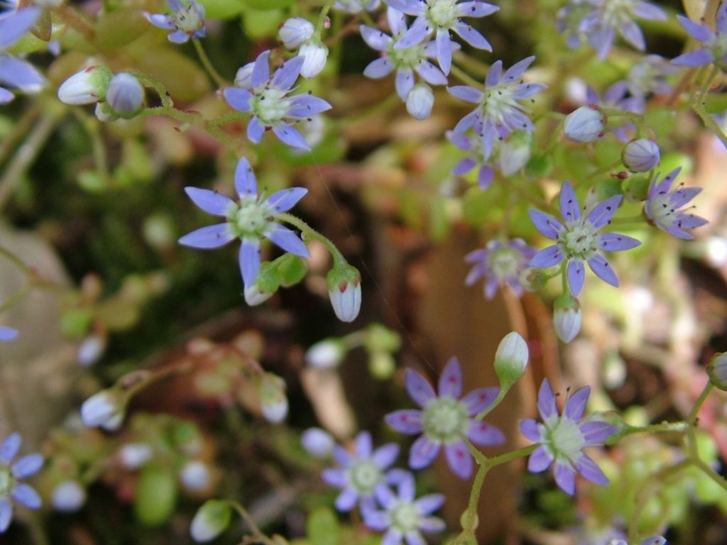 Sedum caeruleum / Borracina azzurra