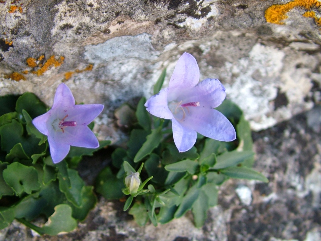 Campanula forsythii / Campanula di Forsith