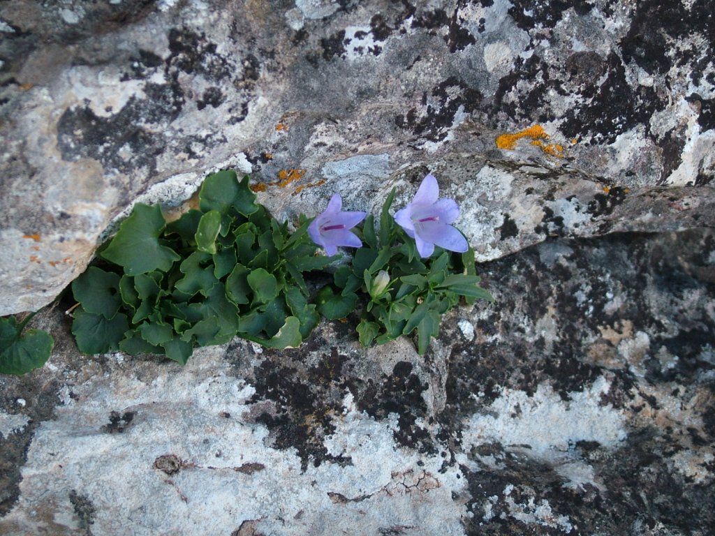 Campanula forsythii / Campanula di Forsith