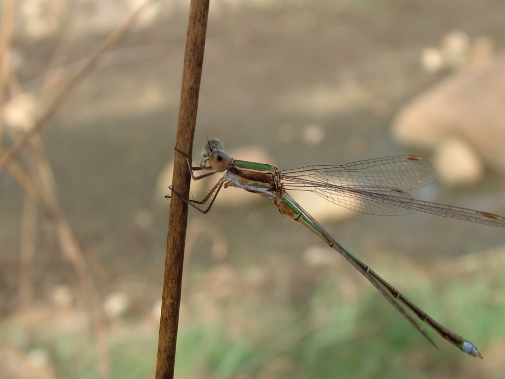 Che specie ? - Lestes virens