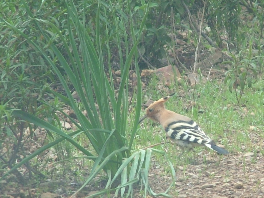 Avifauna humor