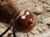 .... un''altra libellula monzese - Sympetrum striolatum